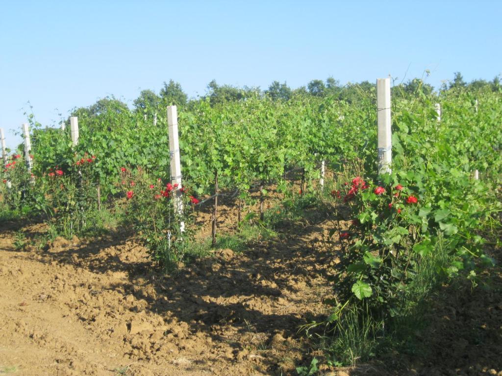 Agriturismo Consalvi Valentina Marsciano Bagian luar foto